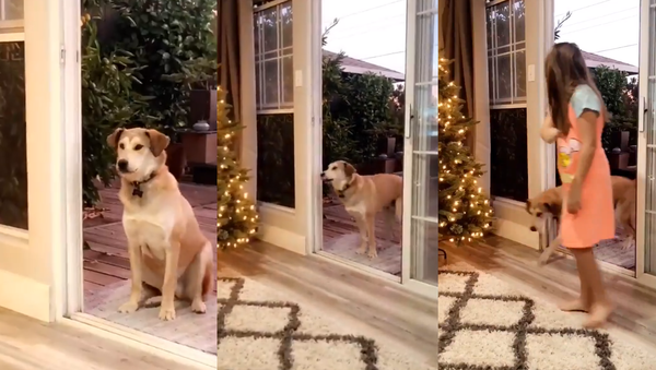 Pup Patiently Awaits Imaginary Door’s Opening - Sputnik International
