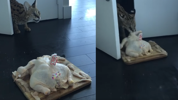 Savannah Cat Celebrates Birthday With Raw Chicken ‘Cake’ - Sputnik International