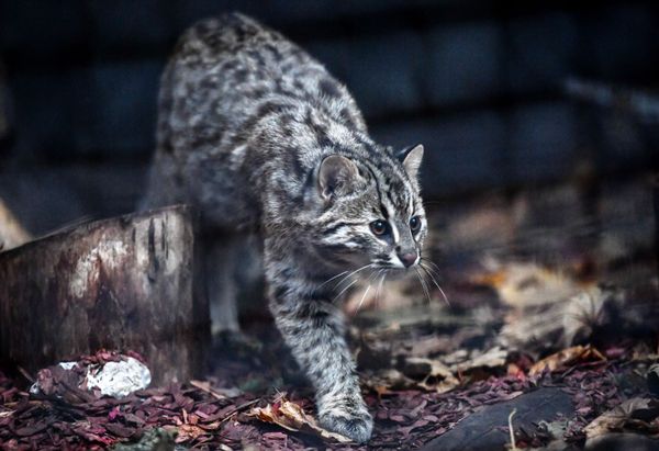 This Week in Pictures: November 3 - 9 This Week in Pictures: November 3 - 9 - Sputnik International