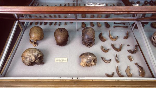 Skulls and other human remains from PW Lund's collection from Lagoa Santa, Brazil, kept in the Natural History Museum of Denmark Skulls and other human remains from PW Lund's collection from Lagoa Santa, Brazil, kept in the Natural History Museum of Denmark - Sputnik International