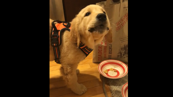 Golden Retriever Eats Apple - Sputnik International