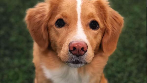Retriever Shows Tricks - Sputnik International