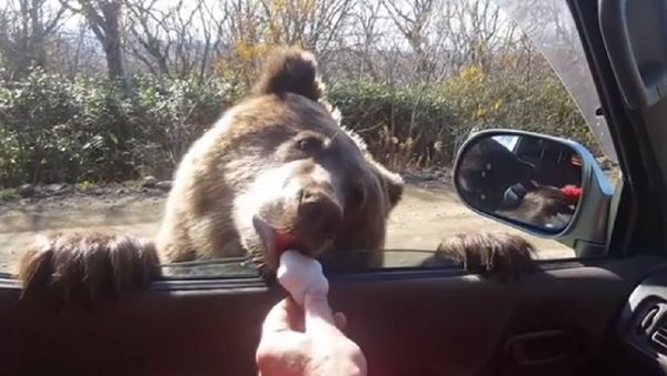 Bear - Sputnik International