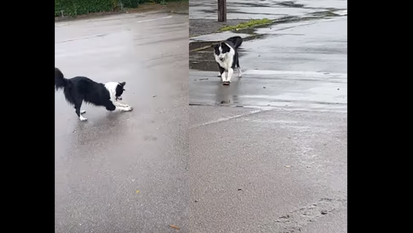 Rock and Run: Brilliant Border Collie ‘Skates’ With Stone - Sputnik International