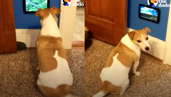 Digital Dog Delighted by New Television - Sputnik International