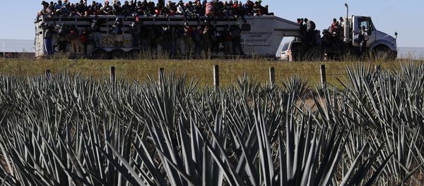 Central American migrants moving as a caravan to the U.S. border get a free ride on a truck past maguey farms as they depart Guadalajara, Mexico, Tuesday, Nov. 13, 2018 Central American migrants moving as a caravan to the U.S. border get a free ride on a truck past maguey farms as they depart Guadalajara, Mexico, Tuesday, Nov. 13, 2018 - Sputnik International