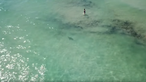 Drone Captures South Beach Sharks Dangerously Close to Swimmers - Sputnik International