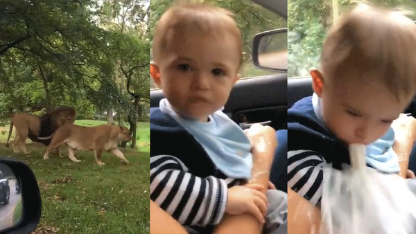 Safari Park Barf: Lion-Watching Newborn Lets Loose at Zoo - Sputnik International