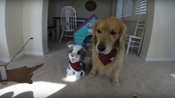 Golden Retriever VS Husky Puppy Ricky Challenge #2 | Oshies World - Sputnik International