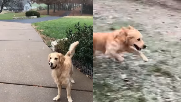 Golden Snow? Retriever Frolicks in His First Snowfall - Sputnik International