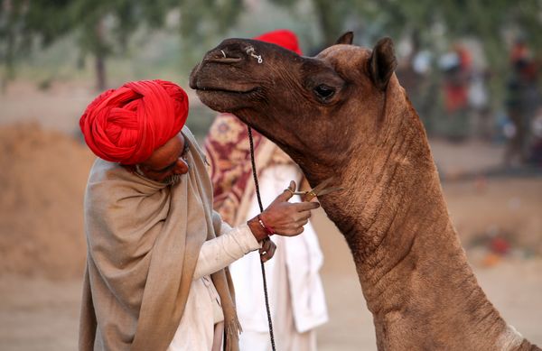 This Week in Pictures: November 10 - 16 This Week in Pictures: November 10 - 16 - Sputnik International