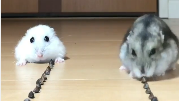 Hamsters - Sputnik International