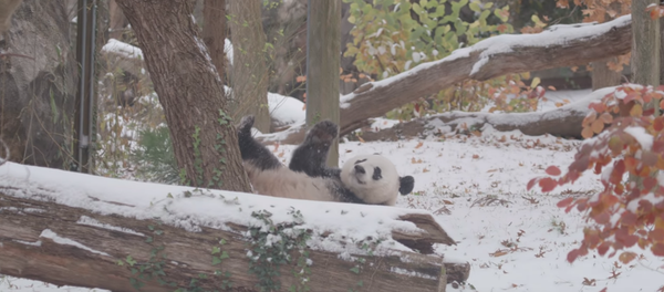 Young Giant Panda Makes Most of Snowfall at Smithsonian National Zoo Young Giant Panda Makes Most of Snowfall at Smithsonian National Zoo - Sputnik International