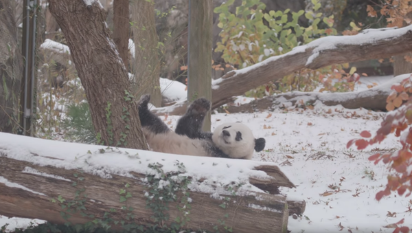 Young Giant Panda Makes Most of Snowfall at Smithsonian National Zoo Young Giant Panda Makes Most of Snowfall at Smithsonian National Zoo - Sputnik International