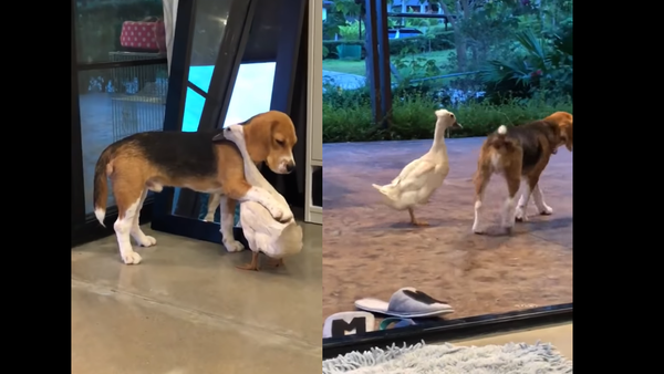 Uncommon Coupling: Beagle and Duck Prove Inseparable - Sputnik International