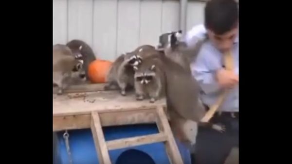 Raccoon attack caught on camera during live segment - Sputnik International