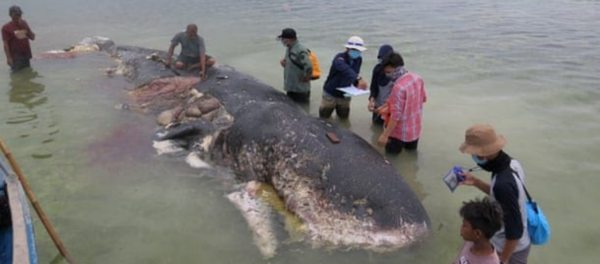 Dead Sperm Whale in Indonesia Found With 6 kg of Trash in Stomach Dead Sperm Whale in Indonesia Found With 6 kg of Trash in Stomach - Sputnik International