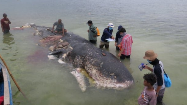 Dead Sperm Whale in Indonesia Found With 6 kg of Trash in Stomach Dead Sperm Whale in Indonesia Found With 6 kg of Trash in Stomach - Sputnik International