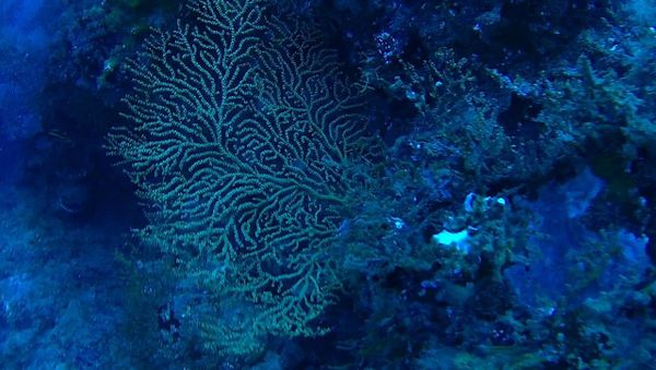 Scientists say some corals and sponges on the ocean floor could one day contain cures for cancer and other diseases - Sputnik International
