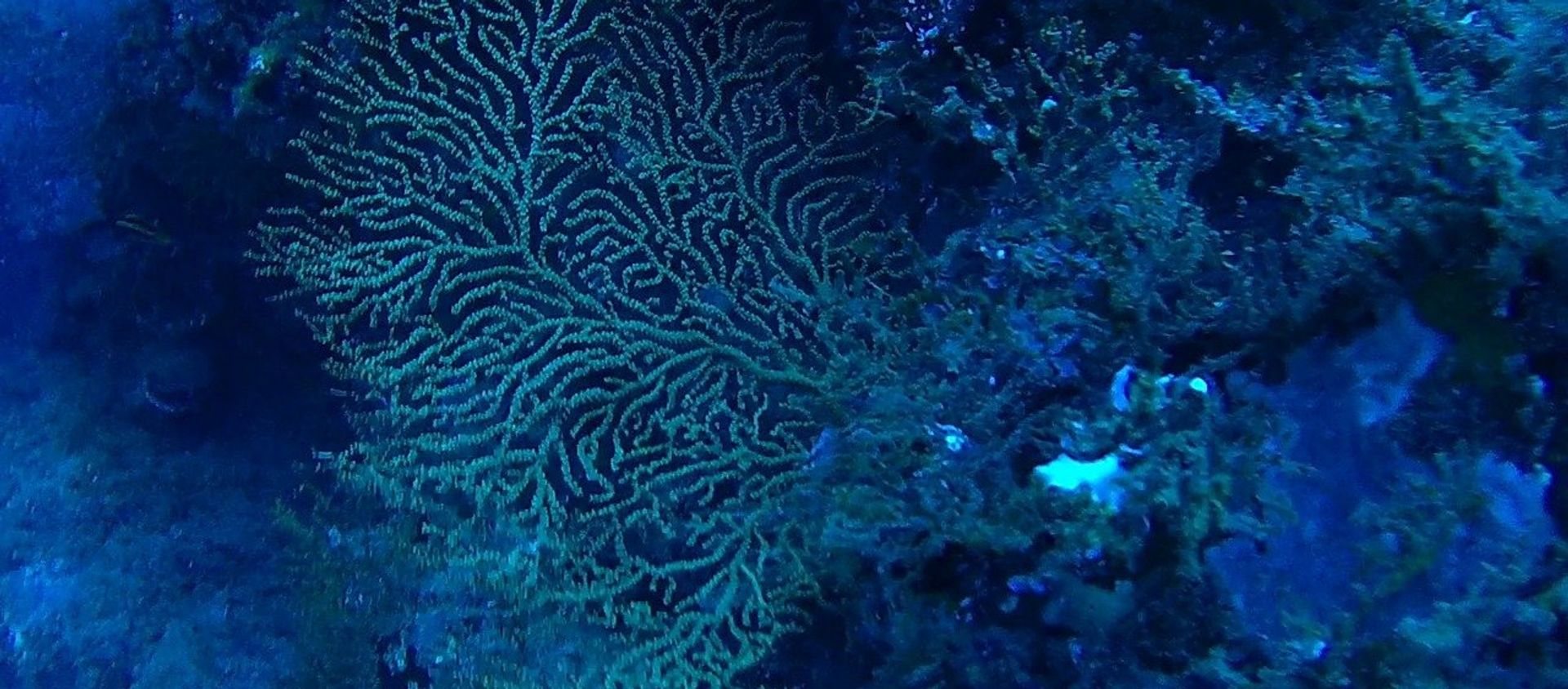 Scientists say some corals and sponges on the ocean floor could one day contain cures for cancer and other diseases Scientists say some corals and sponges on the ocean floor could one day contain cures for cancer and other diseases - Sputnik International, 1920, 31.12.2020