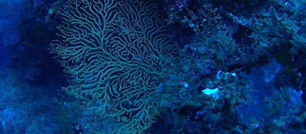 Scientists say some corals and sponges on the ocean floor could one day contain cures for cancer and other diseases Scientists say some corals and sponges on the ocean floor could one day contain cures for cancer and other diseases - Sputnik International