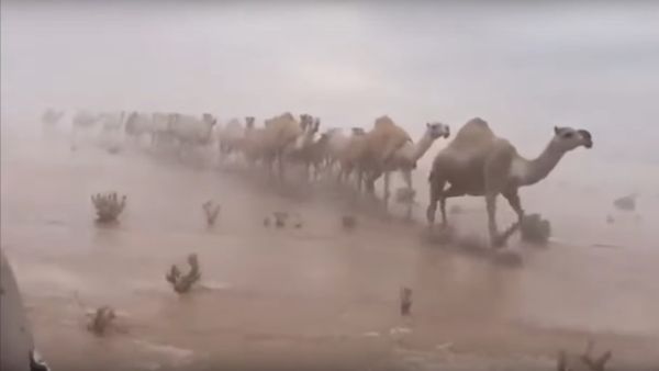 Rare: Saudi Desert Flooded Rare: Saudi Desert Flooded - Sputnik International