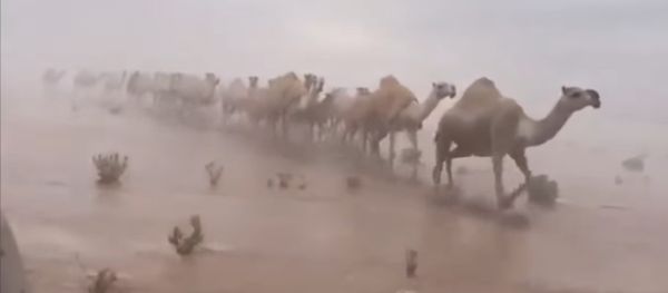 Rare: Saudi Desert Flooded Rare: Saudi Desert Flooded - Sputnik International