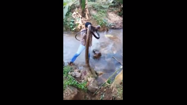 Indian Snake Whisperer Expertly Removes Massive Cobra From Stream Indian Snake Whisperer Expertly Removes Massive Cobra From Stream - Sputnik International