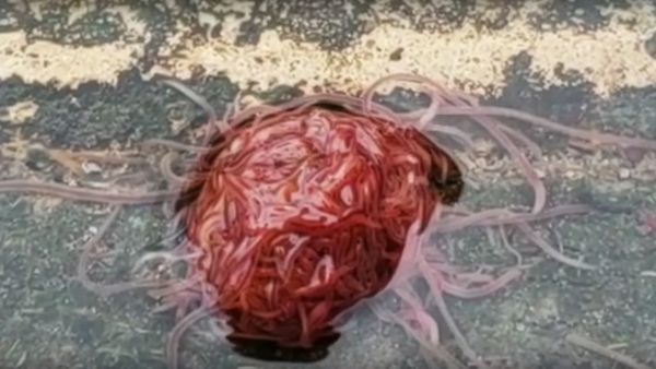 Worm monster on camera: Tubifex mass revolts Texas homeowner - Sputnik International