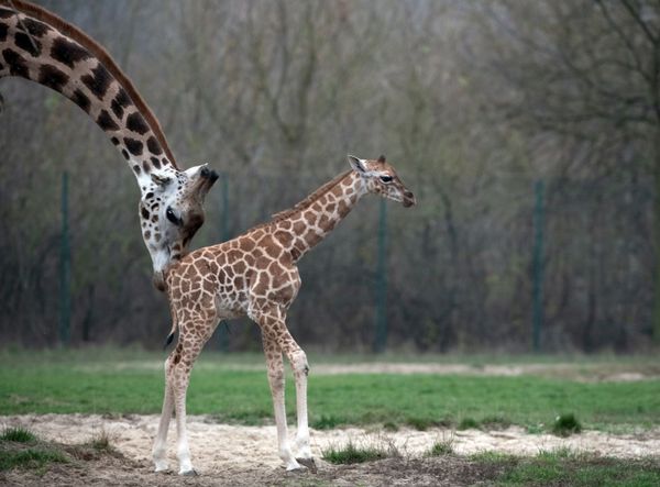 A picture taken on November 20, 2018 shows newborn giraffe Ella and her mother Amalka at their enclosure at Berlin's Tierpark Zoo. A picture taken on November 20, 2018 shows newborn giraffe Ella and her mother Amalka at their enclosure at Berlin's Tierpark Zoo. - Sputnik International