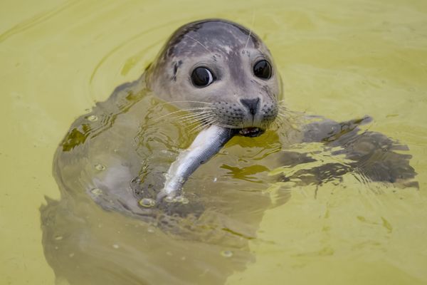 A baby seal eats a fish in its pool at the Seehundstation Friedrichskoog shelter for baby seals A baby seal eats a fish in its pool at the Seehundstation Friedrichskoog shelter for baby seals - Sputnik International