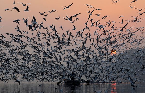 A man rides a boat as seagulls fly over the waters of the river Yamuna early in the morning in New Delhi, India A man rides a boat as seagulls fly over the waters of the river Yamuna early in the morning in New Delhi, India - Sputnik International