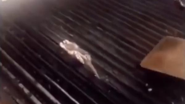Hawaii-based Teddy's Bigger Burger restaurant shuts down location after former employee grills rat - Sputnik International