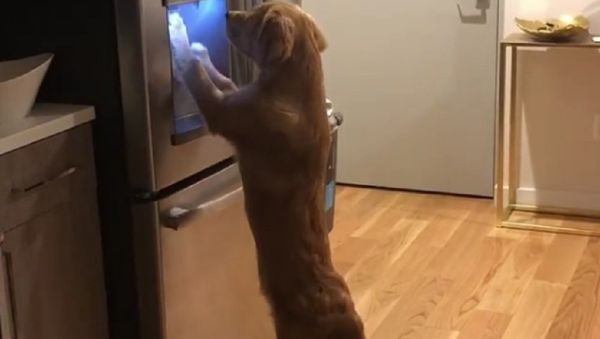 Dog - Sputnik International