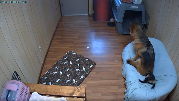 Purrfect Spot: Canine Takes a Seat on Feline Sibling - Sputnik International