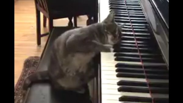 Cat - Sputnik International