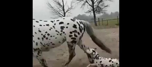 Dog and horse - Sputnik International