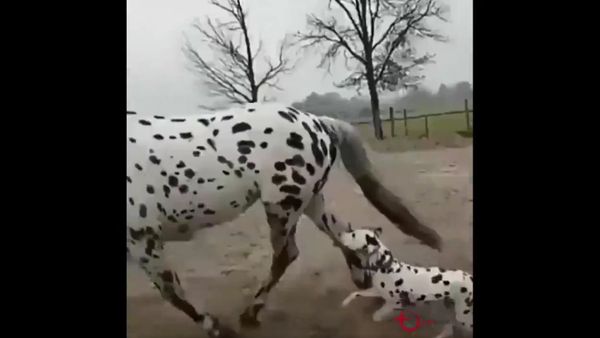 Dog and horse Dog and horse - Sputnik International
