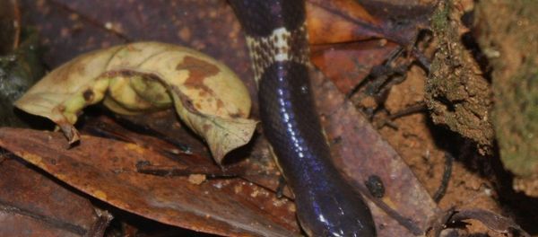 Many-banded Krait (Bungarus multicinctus) - Sputnik International
