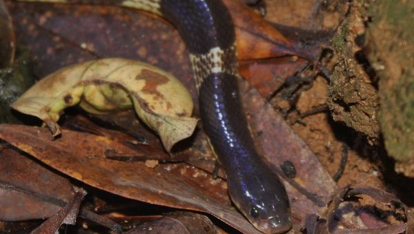Many-banded Krait (Bungarus multicinctus) - Sputnik International