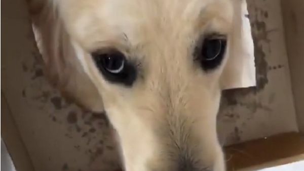 Dog - Sputnik International