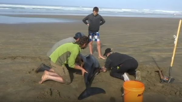 Mass Dolphin Stranding On Stewart Island, New Zealand - Sputnik International
