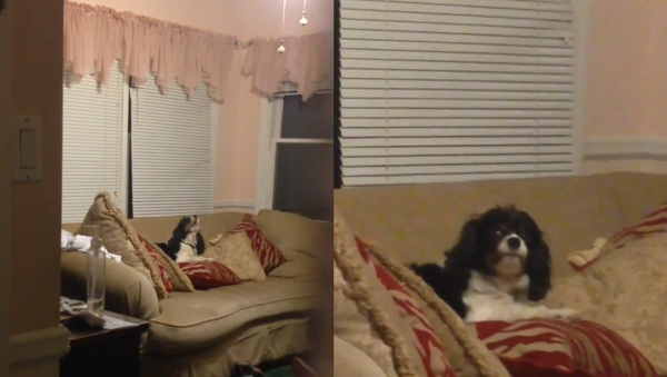 ‘Well, This Is Awkward’: Howling Hound Finds Out He’s Not Home Alone - Sputnik International