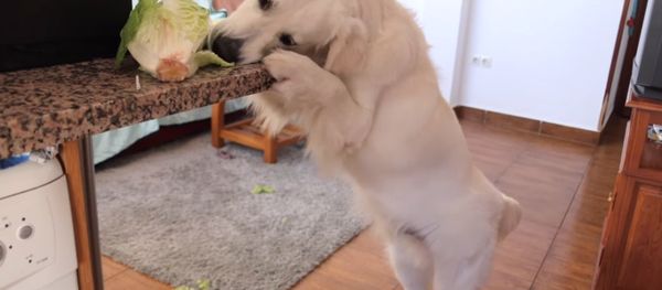 Dog Steals Lettuce | Funny Golden Retriever Puppy Bailey Dog Steals Lettuce | Funny Golden Retriever Puppy Bailey - Sputnik International