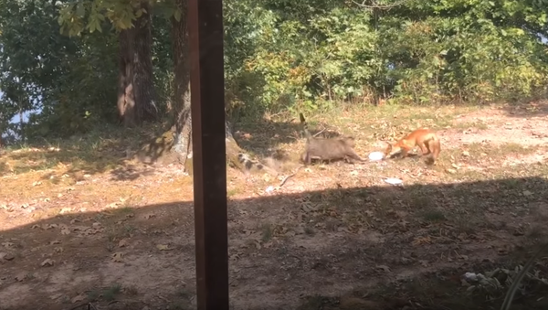 Mealtime Melee: Rotund Cat Attacks Fox Over Food Scraps - Sputnik International