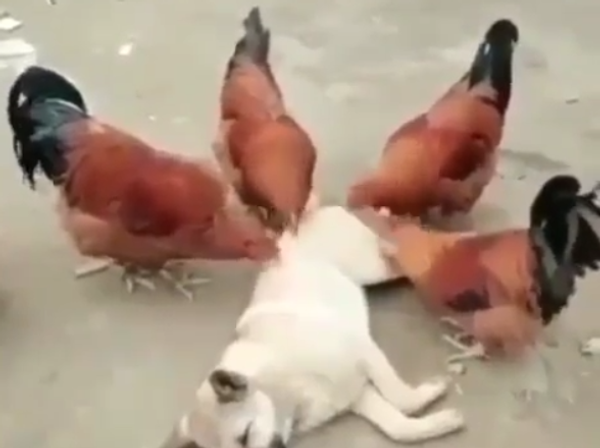 Chicks and Dog Chicks and Dog - Sputnik International