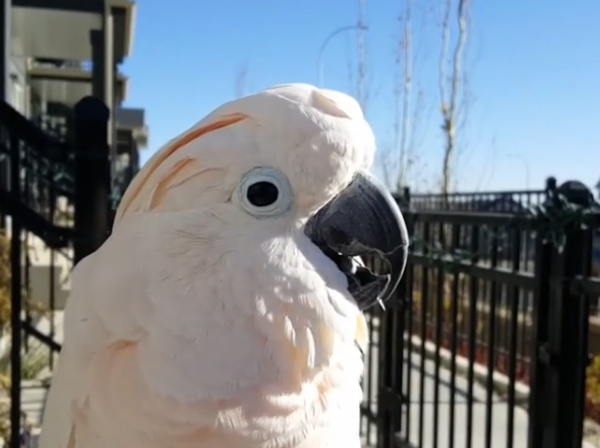 Singing Parrot - Sputnik International