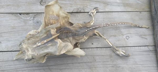 A Facebook photo showing the decomposed creature washed up on a New Zealand beach A Facebook photo showing the decomposed creature washed up on a New Zealand beach - Sputnik International