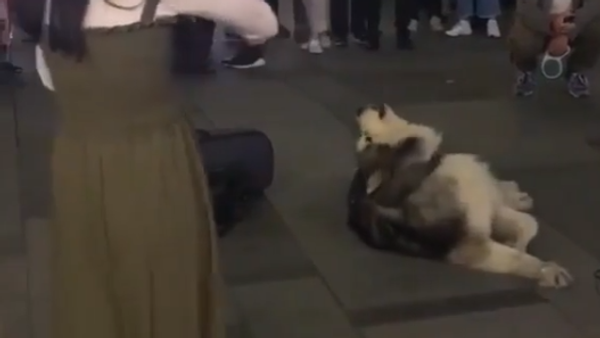 Husky Sings - Sputnik International