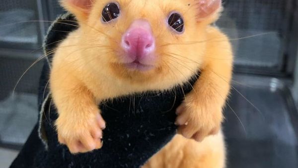 Pikachu the golden possum - Sputnik International